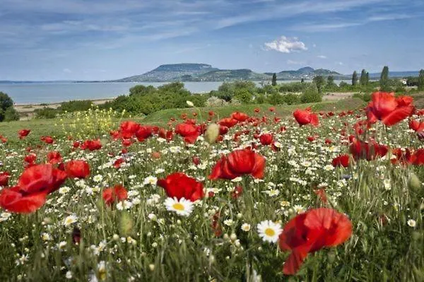 Apartment Aranykagylo Nyaralohaz Badacsonytomaj